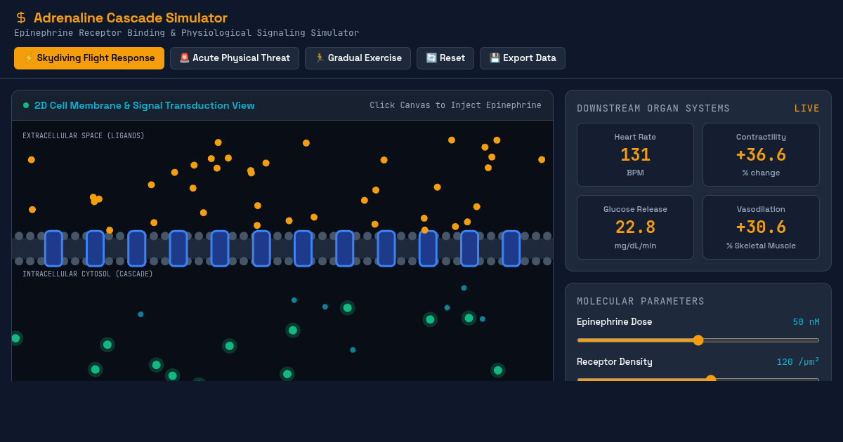 Adrenaline Cascade: Epinephrine Receptor & Physiological Reaction Simulator preview
