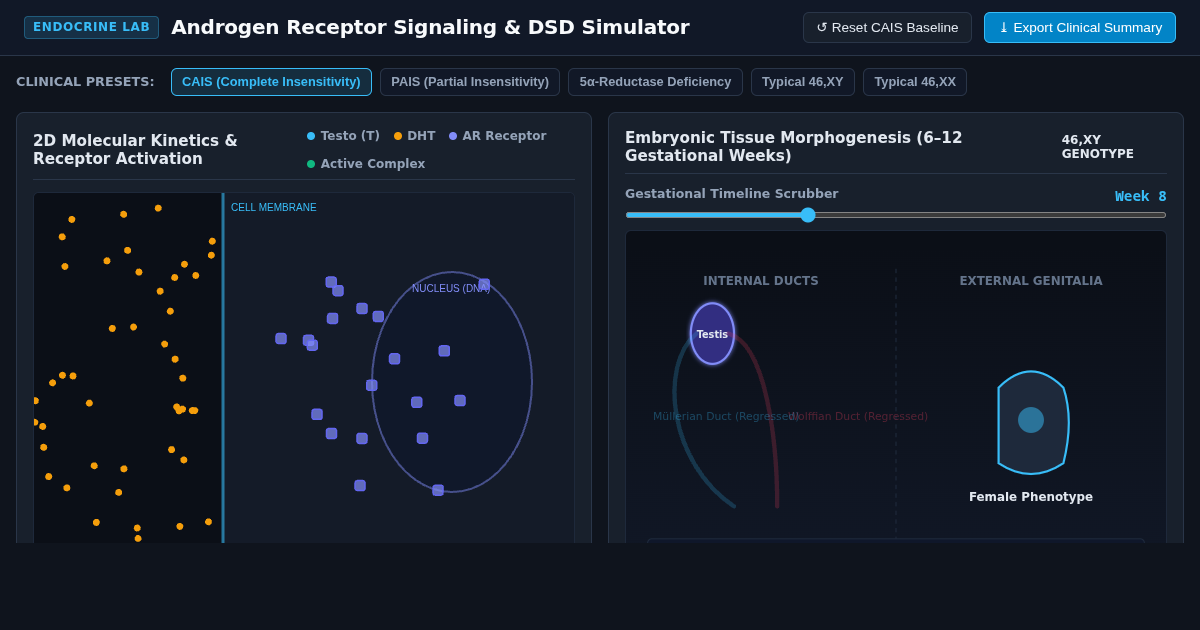 Androgen Receptor Signaling & DSD Differentiation Simulator preview