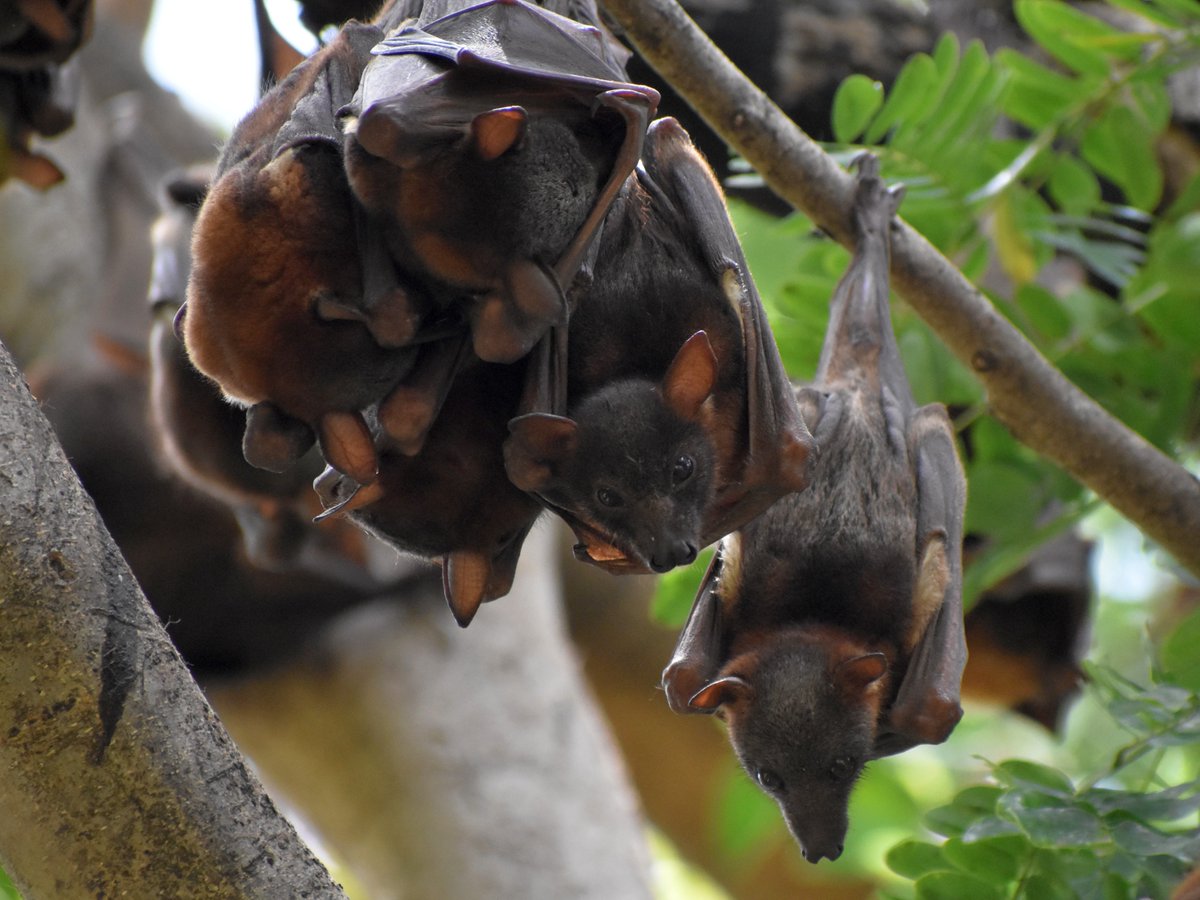 A group of bats hanging upside down from tree branches
