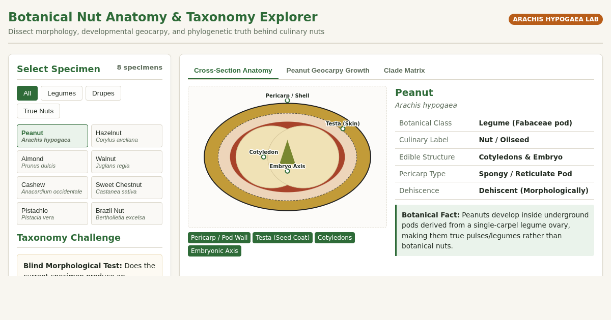 Botanical Nut Anatomy & Taxonomy Explorer preview