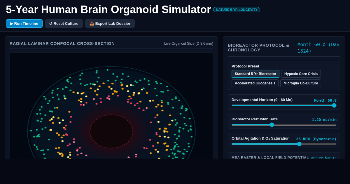 5-Year Human Brain Organoid Development Simulator preview