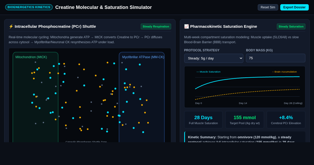 Creatine Cellular Bioenergetics & Saturation Simulator preview