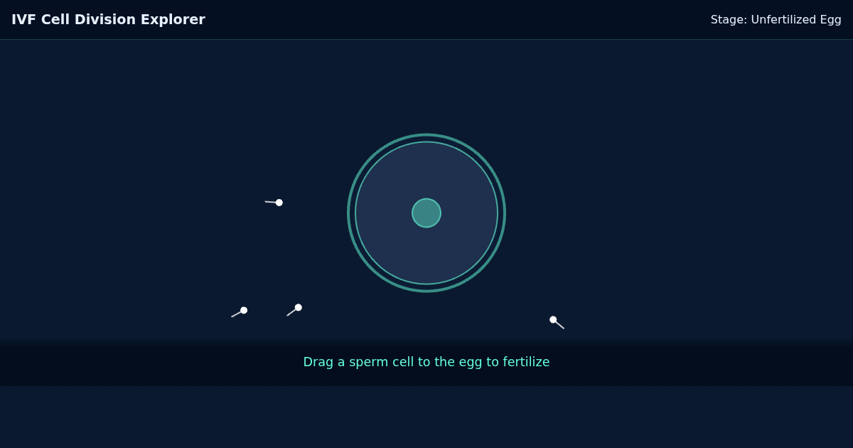 IVF Cell Division Explorer preview