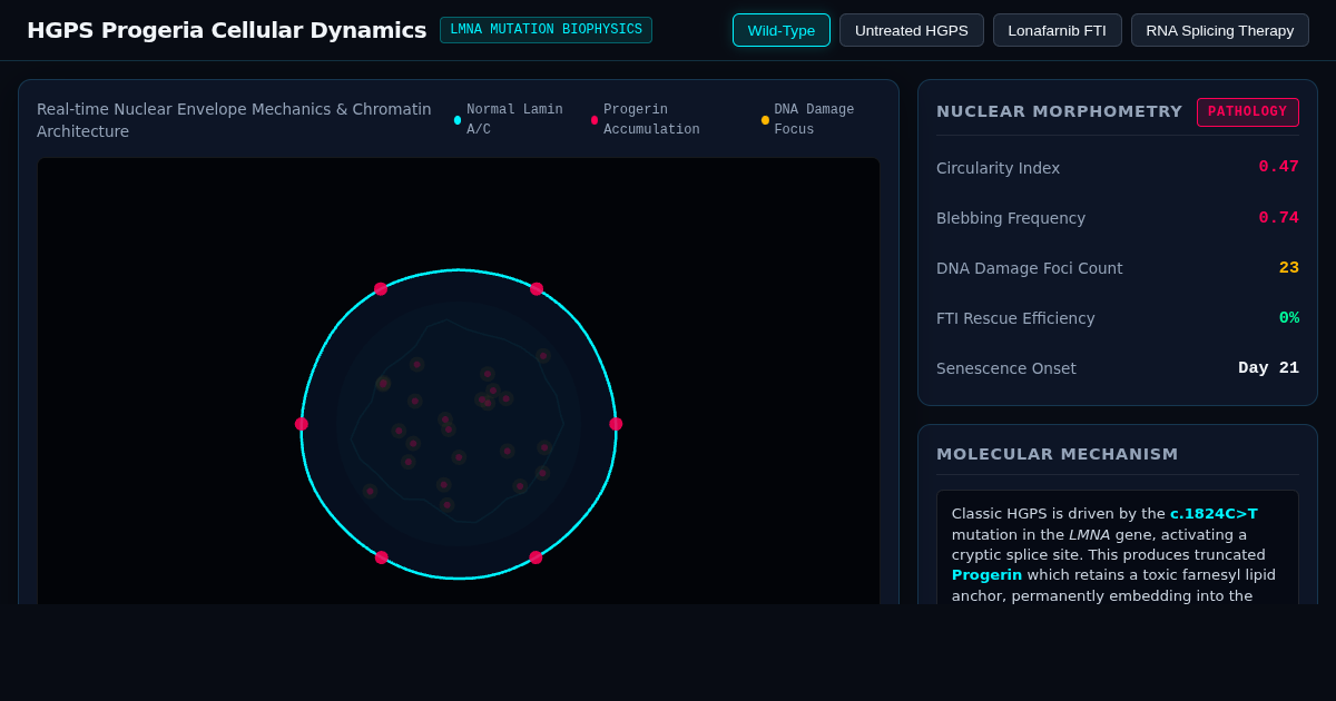Progeria Cellular Dynamics & LMNA Mutation Simulator preview