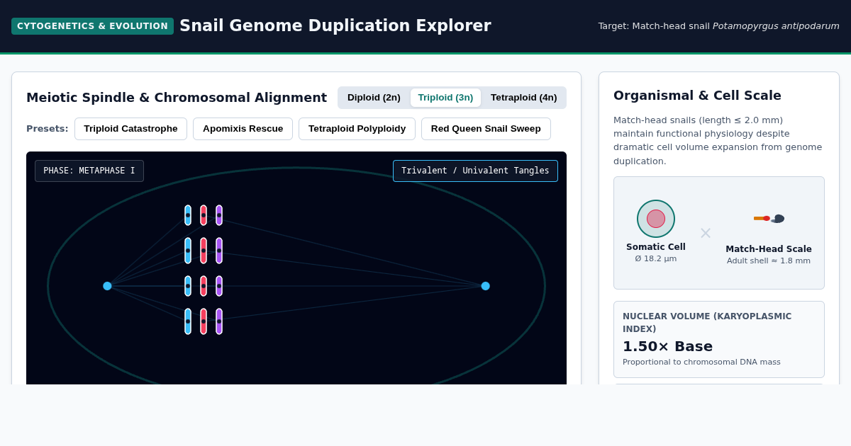 Snail Genome Duplication Explorer: Polyploidy & Meiotic Dynamics preview