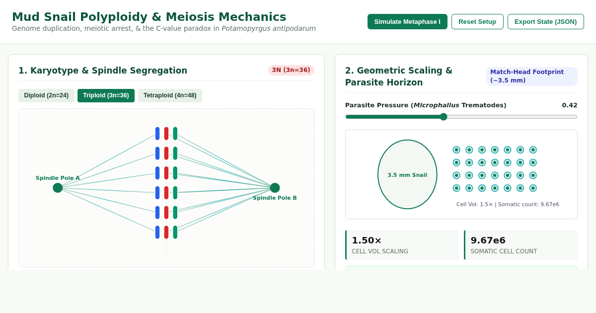Mud Snail Polyploidy & Meiosis Mechanics preview